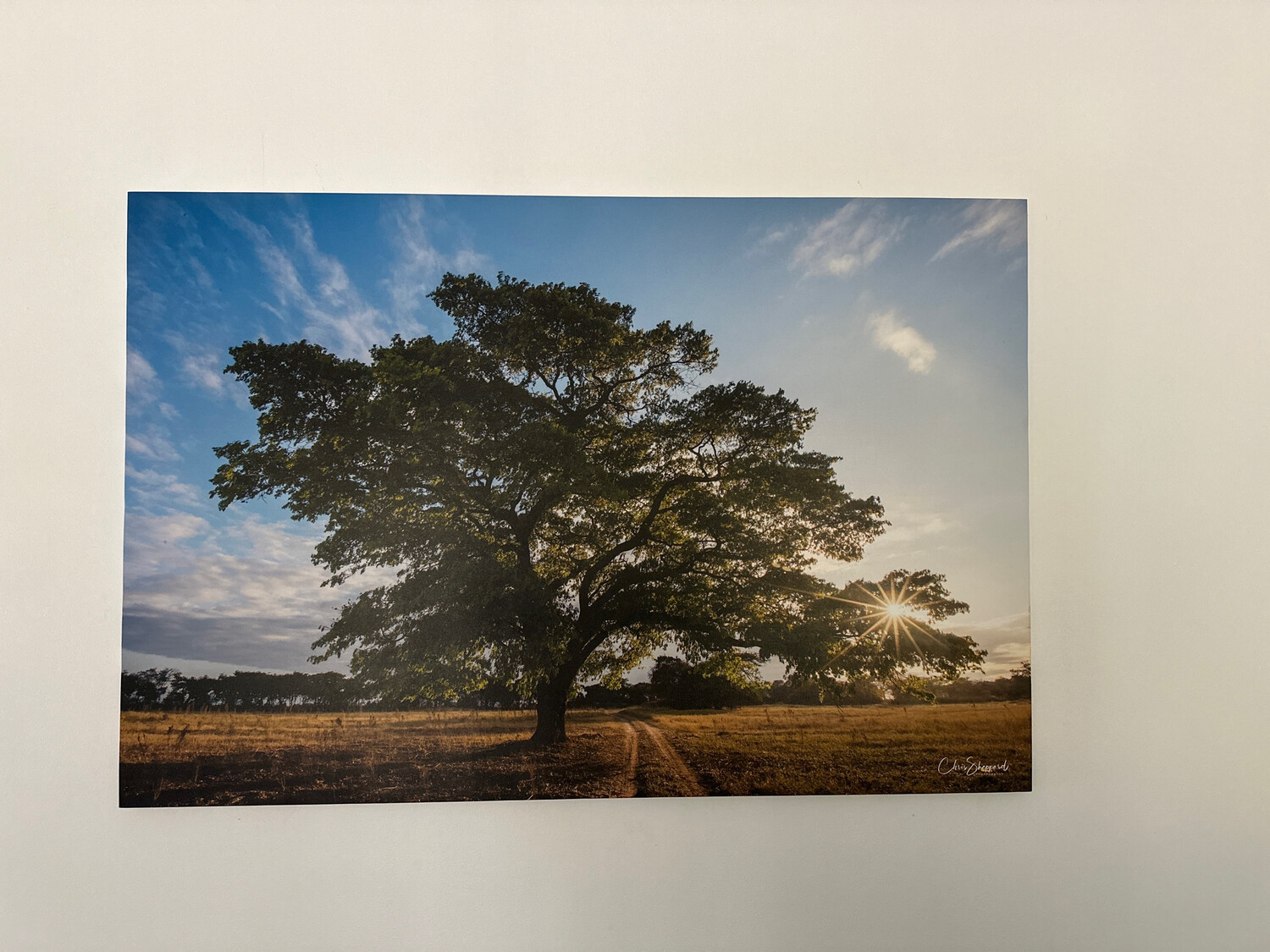 Msasa Road - Print