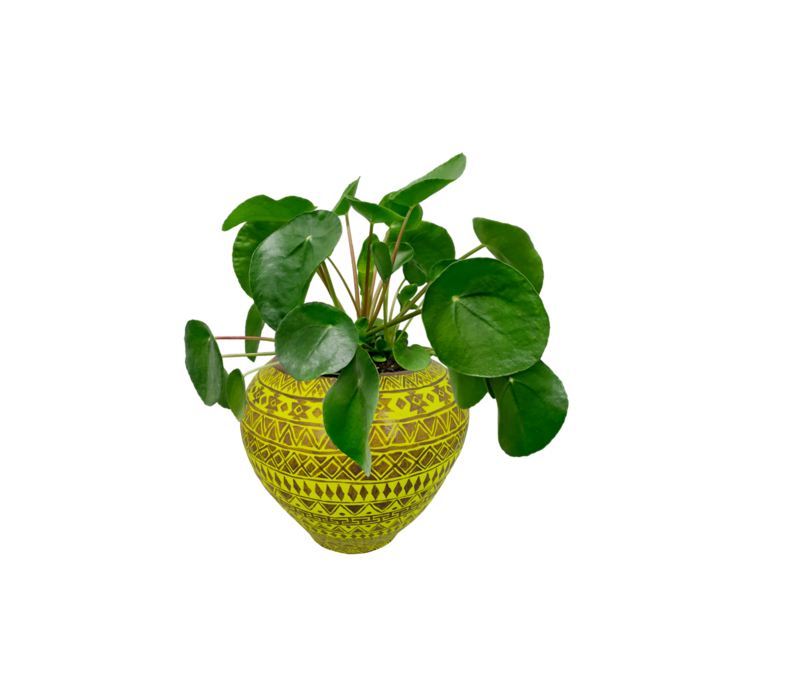 HP1019 Terracota pot