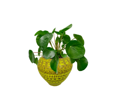 HP1019 Terracota pot