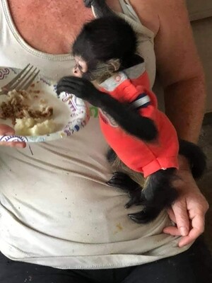 Female Spider Monkey 