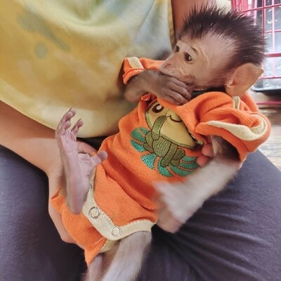 Female Macaque Monkey 