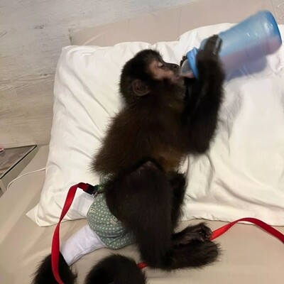 Female Capuchin Monkey 