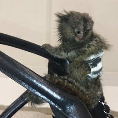 female marmoset monkey 