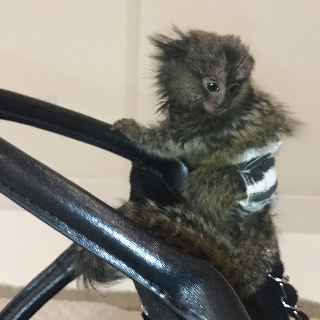 female marmoset monkey 