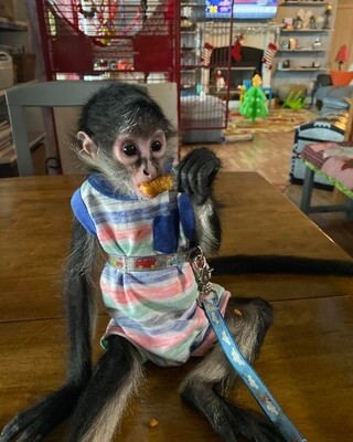 berry the female spider monkey 