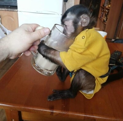 female capuchin monkey