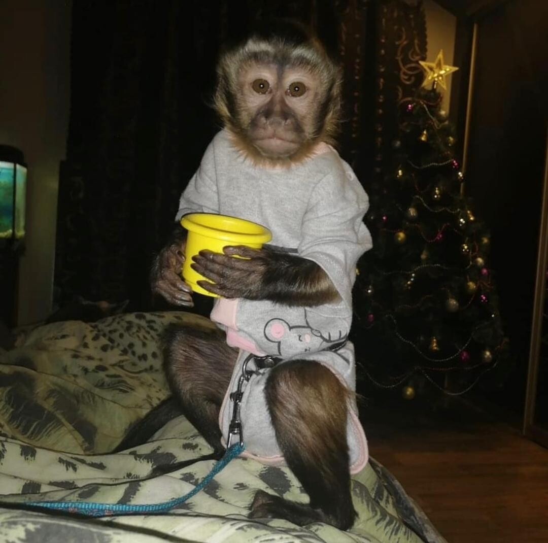 MALE CAPUCHIN MONKEY