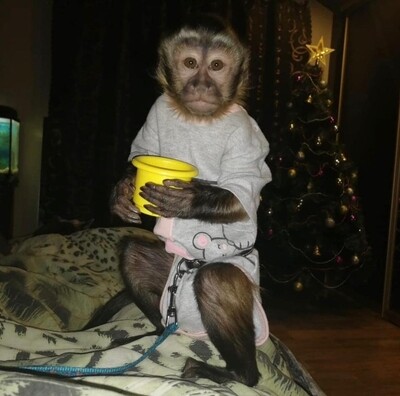 MALE CAPUCHIN MONKEY
