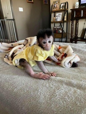 Female macaque monkey