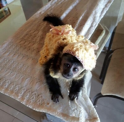 FEMALE CAPUCHIN MONKEY 