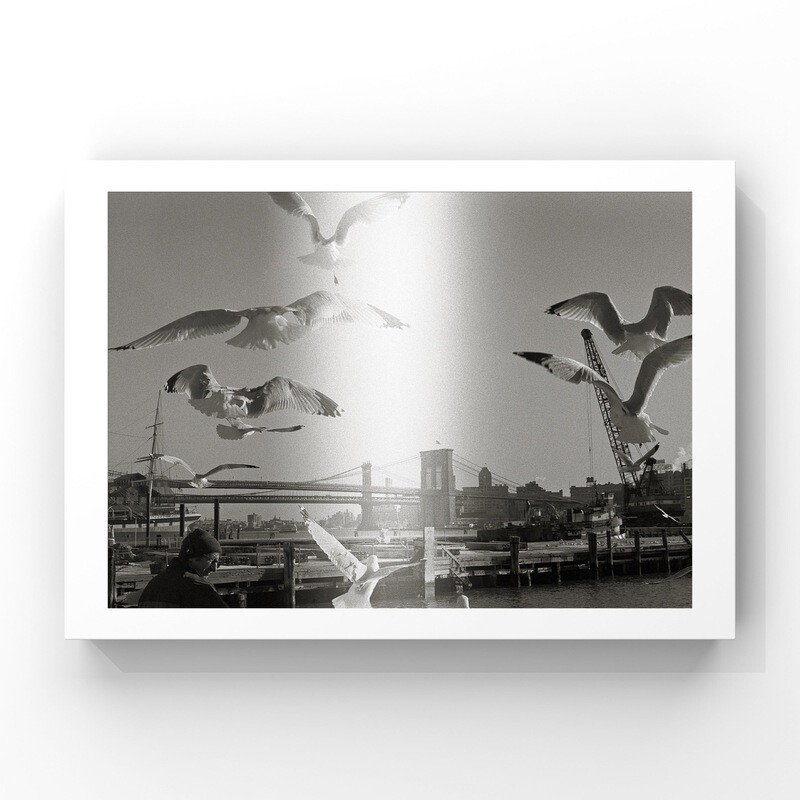 Seaguls at Brooklyn Bridge
