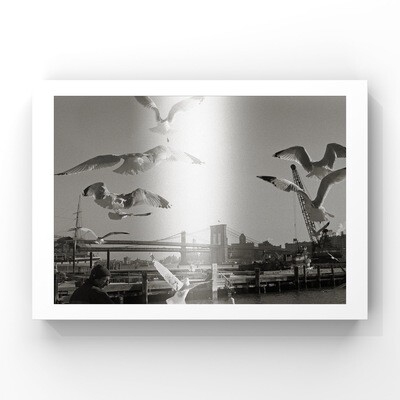 Seaguls at Brooklyn Bridge