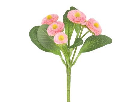 Bellis Pflanze
