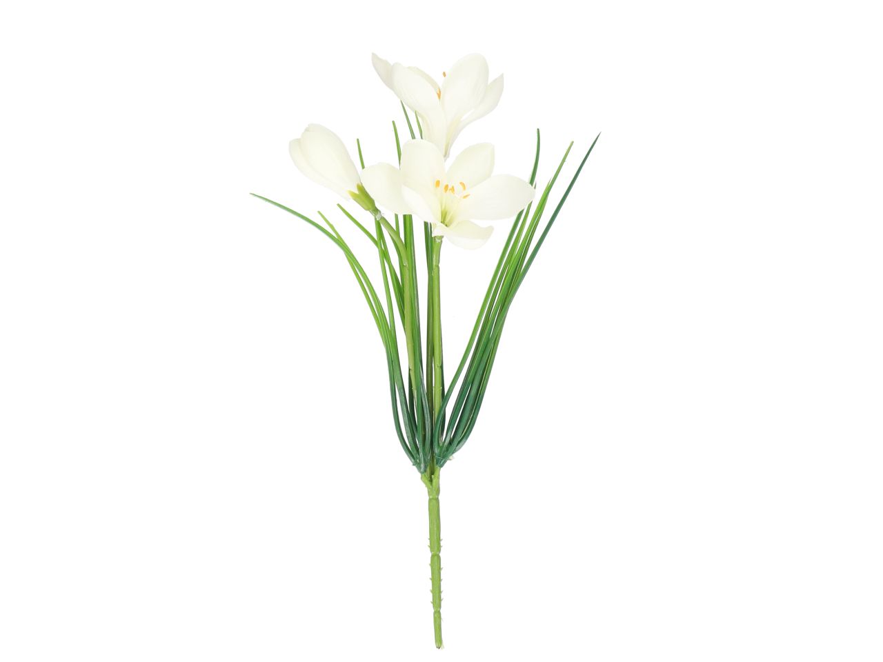 Krokus Pflanze