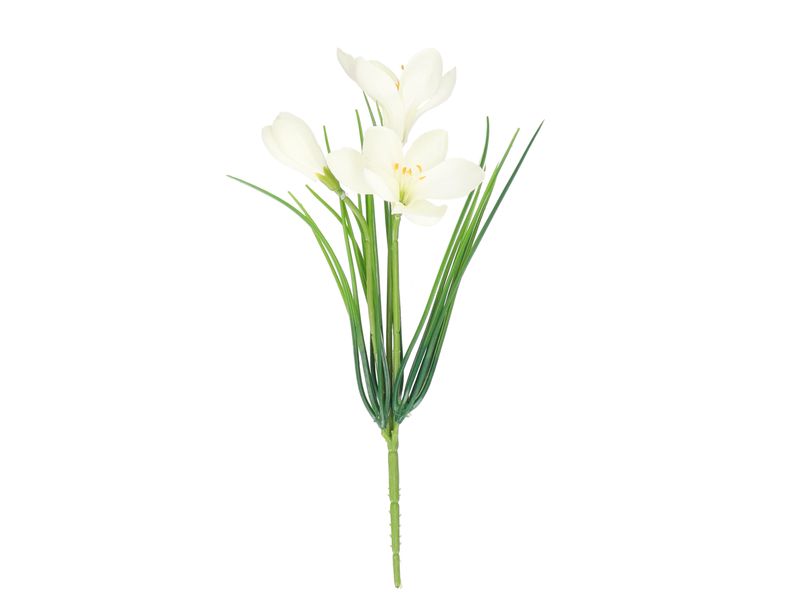 Krokus Pflanze