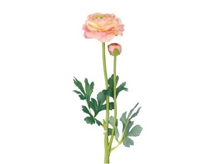 Ranunkel rosa