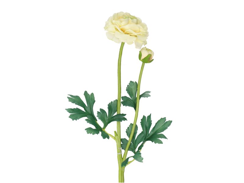 Ranunkel weiß