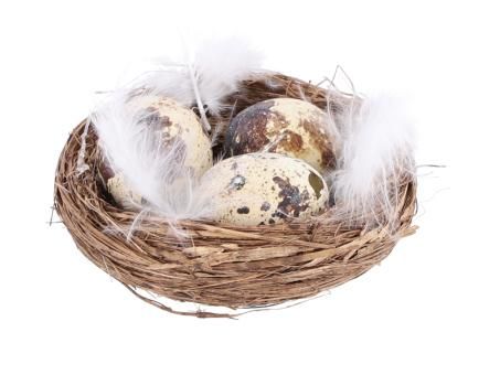 Wachteleier im Nest mit Federn