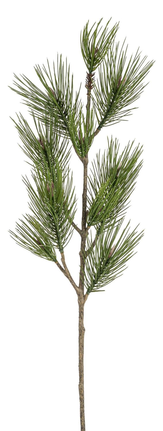 Pinienast
