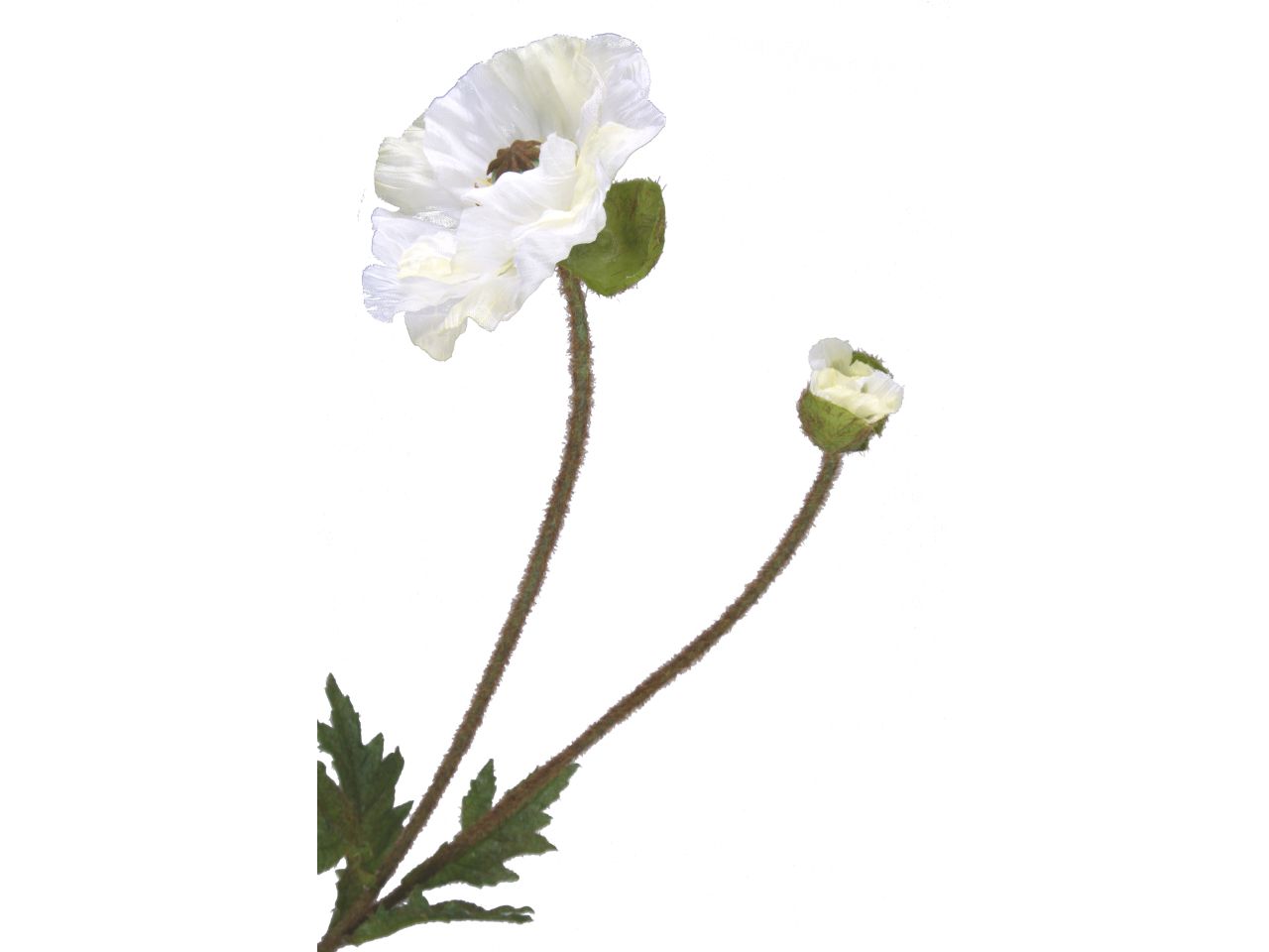 Mohn weiß