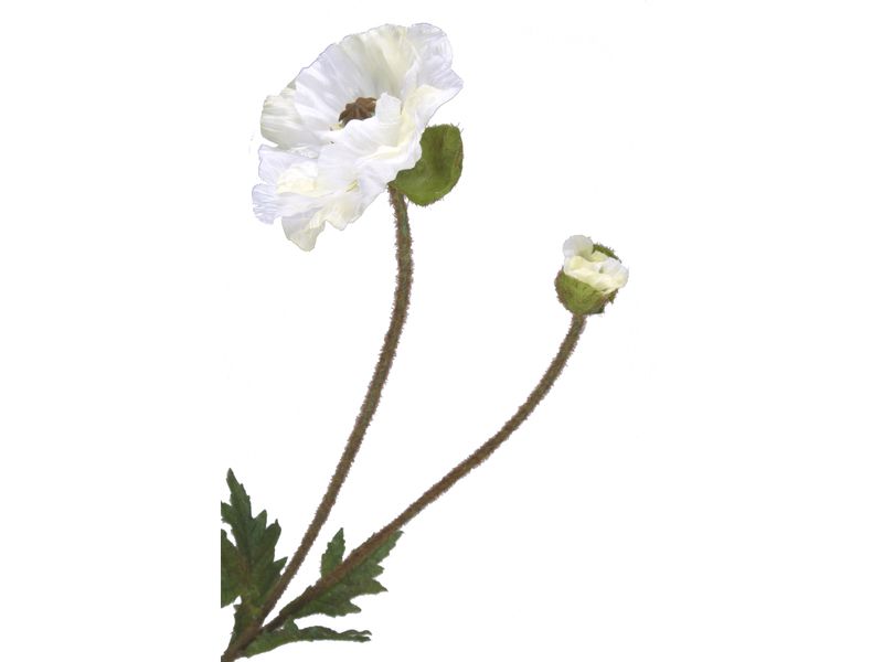 Mohn weiß