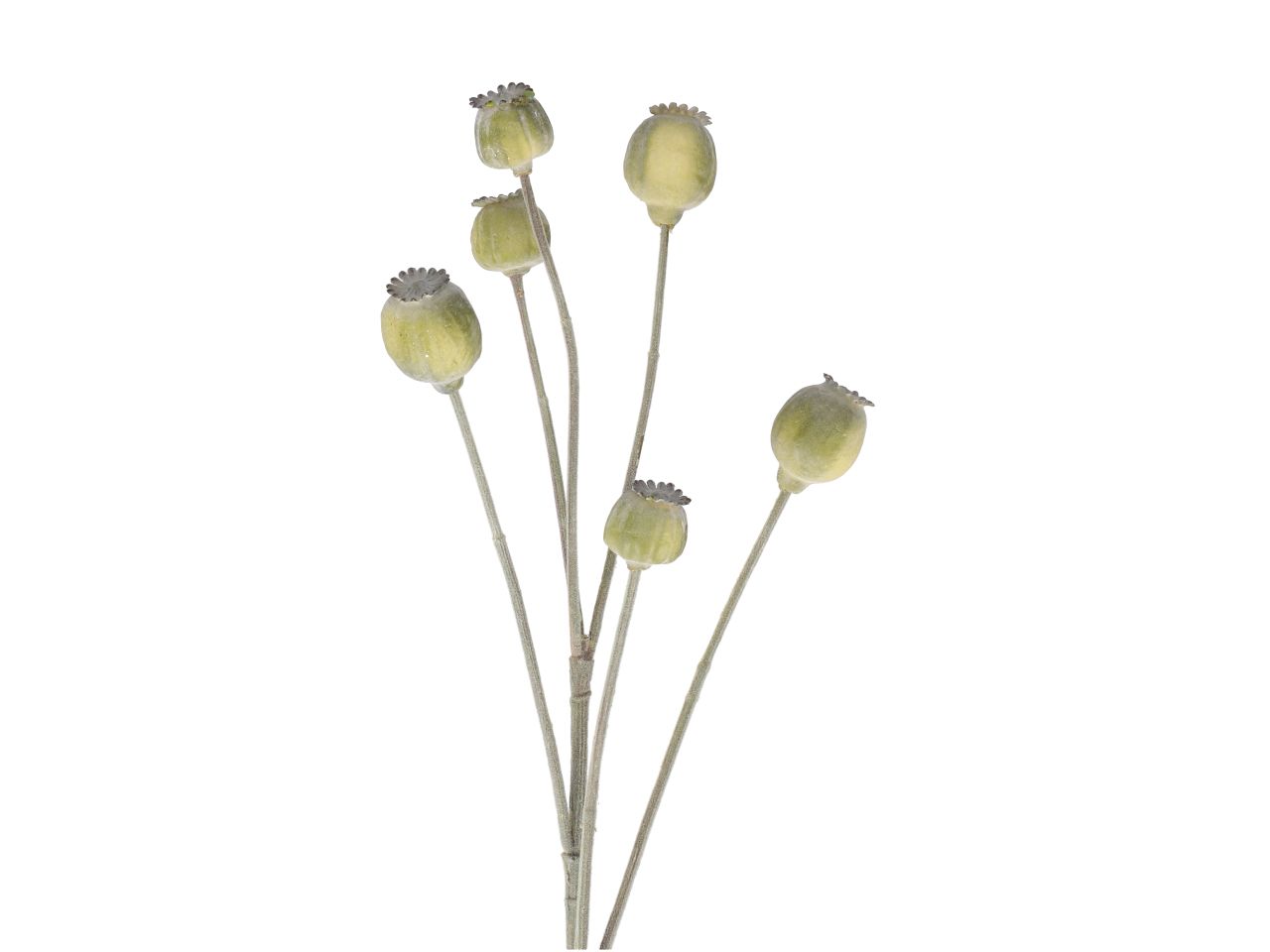 Mohn Zweig