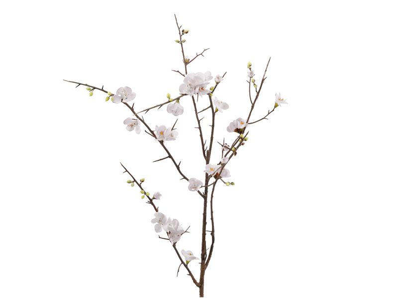 Zweig Quitte weiß