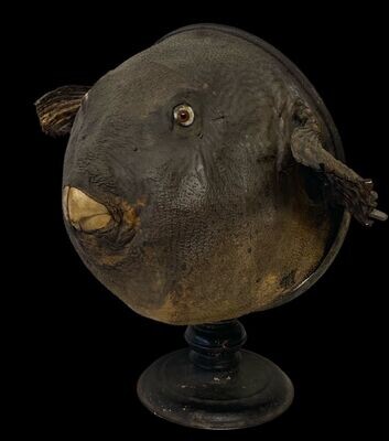 Exceptional specimen of taxidermy Wunderkammer puffer fish and a
redfish, Italy 19th century