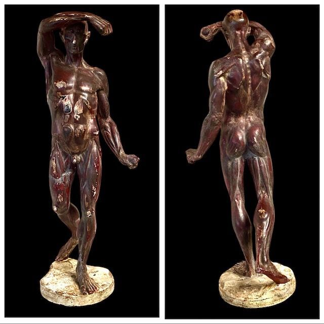 Flayed anatomical sculpture in polychrome plaster, France 19th century