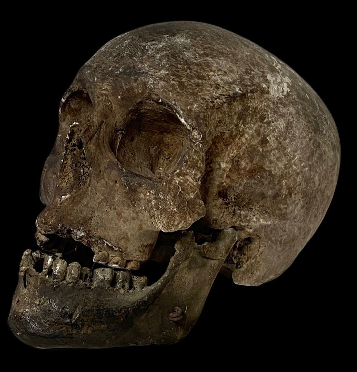 Plaster sculpture complete skull removable jaw, Italy 19th/20th century