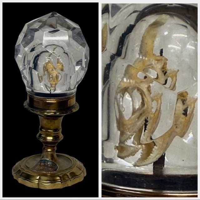 Iguana skull in crystal prismatic case, late 19th century