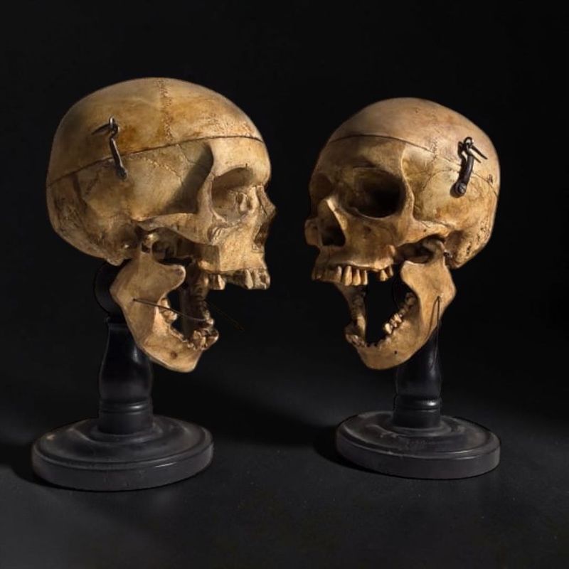 Pair of Large Vintage Anatomical Skulls on Stands – 1950s/1960s