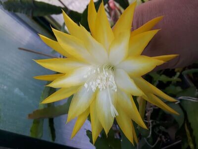 Kiwi Honey Bright Kiwi Honey Bright