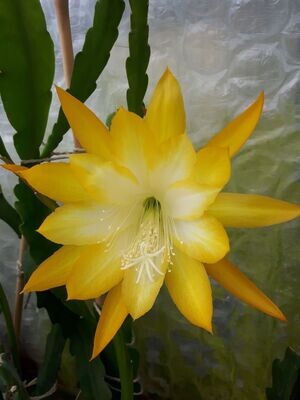 Kiwi Honey Gold Kiwi Honey Gold