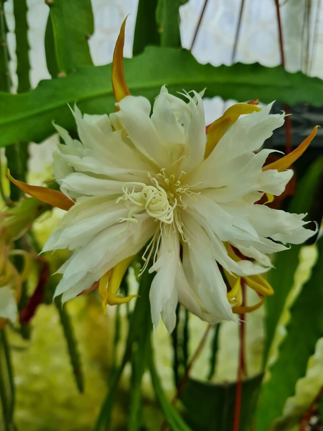 Biyochonosei