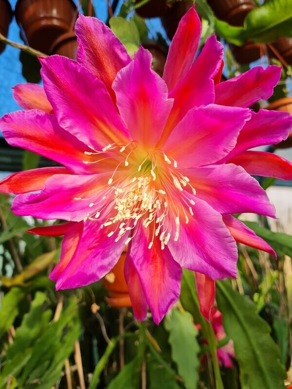 Color Splash