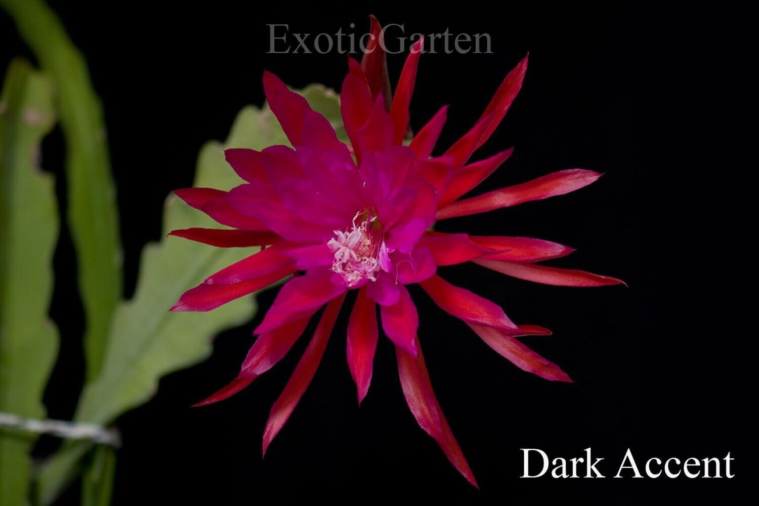 Dark Accent