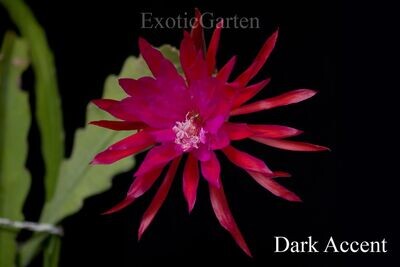 Dark Accent