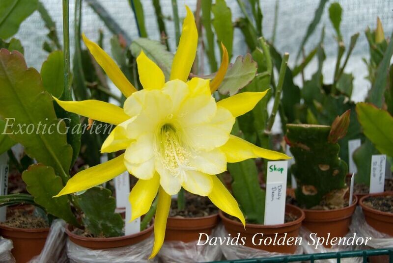 Davids Golden Splendor