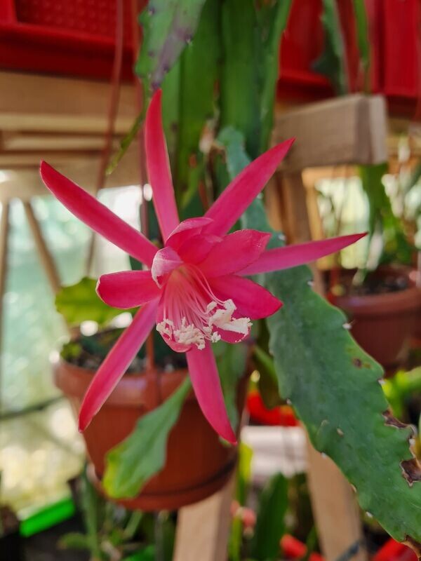 Disophyllum Hybride Claudia