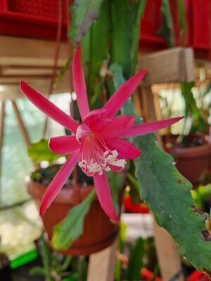 Disophyllum Hybride Claudia