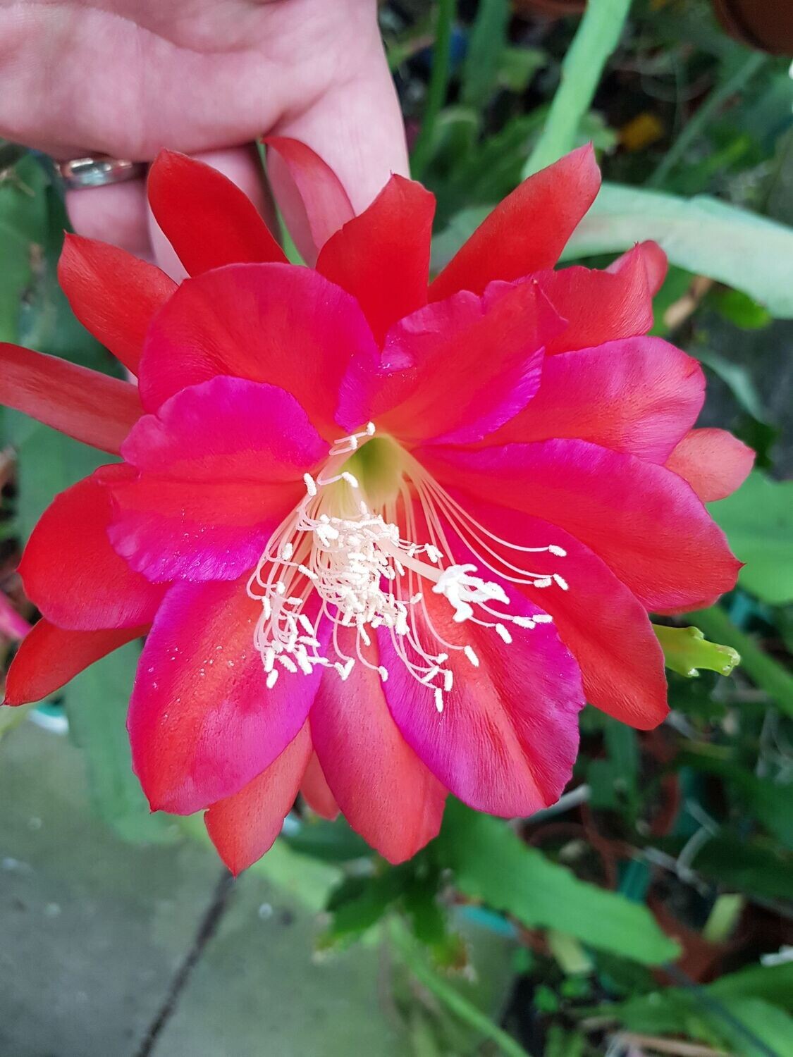 Ein tolles Ding Ein tolles Ding