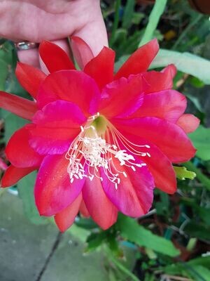 Ein tolles Ding Ein tolles Ding