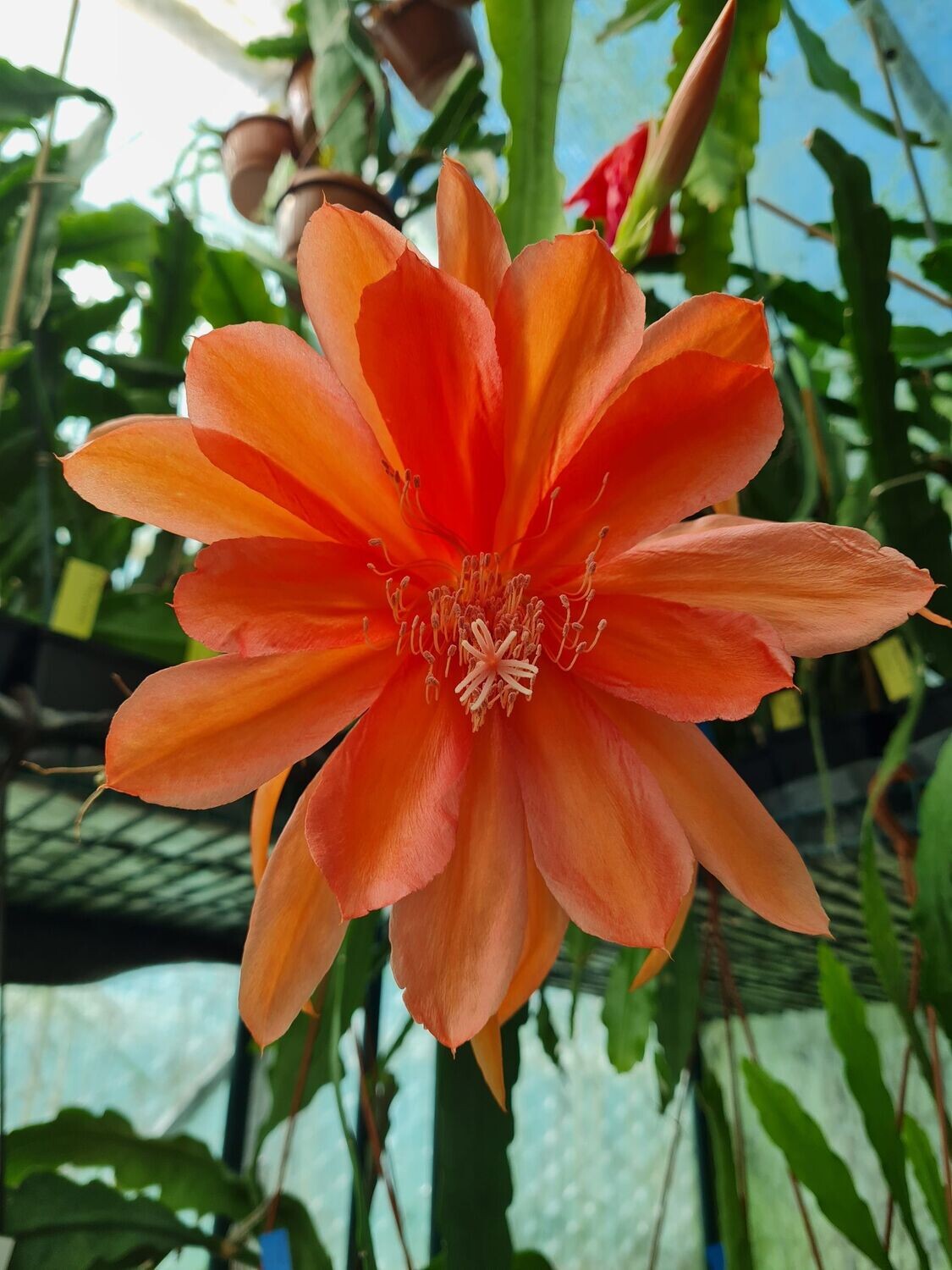 El Indio Tomentero