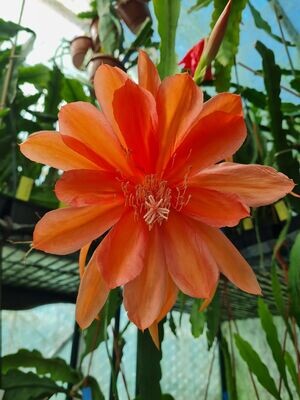 El Indio Tomentero El Indio Tomentero