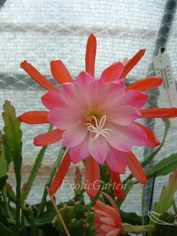 Floradora