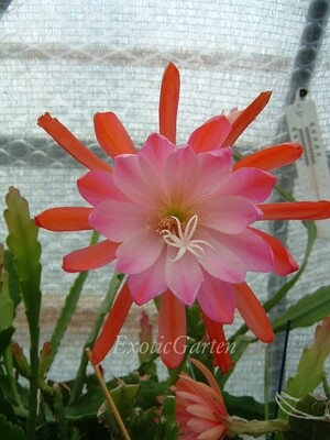 Floradora
