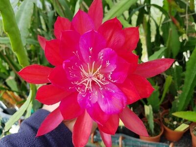 Flower 99