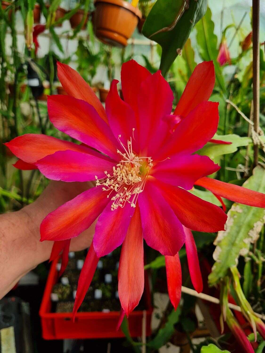 Fiesta Brava (ACHTUNG diese Sorte wird nicht mehr vermehrt)