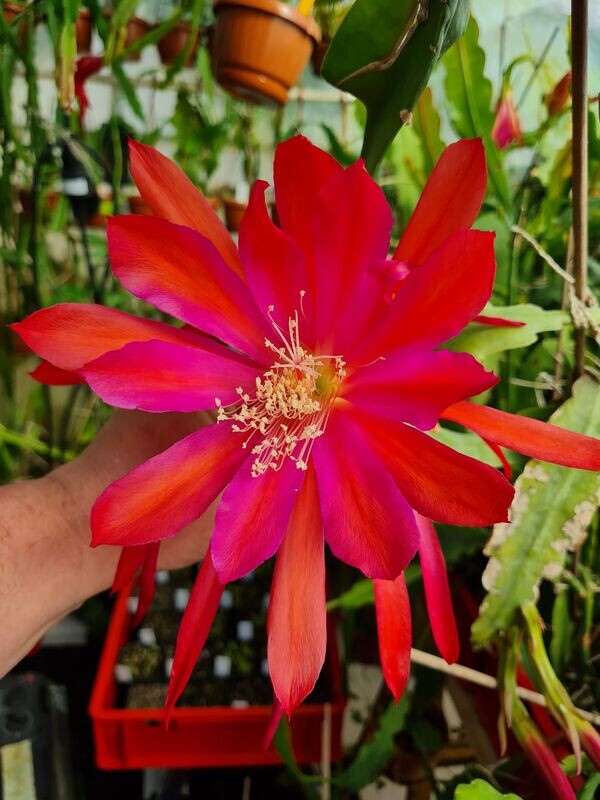 Fiesta Brava (ACHTUNG diese Sorte wird nicht mehr vermehrt)